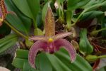 Bulbophyllum sumatranum (before sold as dearei x lobbii)