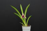 Cochleanthes (correct: Warscewiczella) discolor