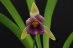 Cochleanthes (correct: Warscewiczella) discolor