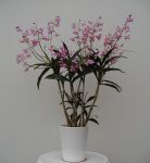 Dendrobium Kingianum Hybride