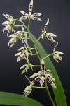 Epidendrum prismatocarpum (correct: Panarica prismatocarpa)