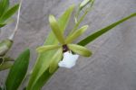 Epidendrum tripunctatum