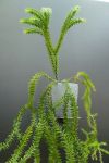 Lycopodium phlegmaria 3+ shoots