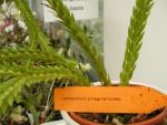 Lycopodium phlegmarioides  (5+ shoots)