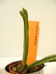 Lycopodium tetrasticha (2 - 3 shoots, 10 - 15 cm)