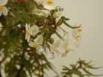 Begonia (tri)partita (maple-leaf bonsai begonia, succulent)
