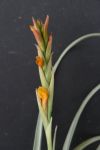 T. Hybrid Holm´s Mother Lode (T. duratii x crocata Orange)
