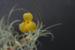 T. Hybrid Tawny Yellow (crocata x mallemontii)