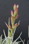 T. stricta var. albifolia
