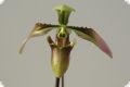 Paphiopedilum appletonianum, 1 spike