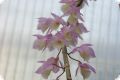 Dendrobium pierardii x loddigesii, 2+ spikes, small plants