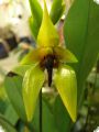 Bulbophyllum carunculatum, 1 spike