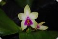 Phalaenopsis violacea