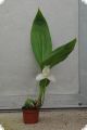 Lycaste Auburn x Highland, 1-3 flowers/buds