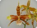 Rossioglossum grande, 1 spike, 3+ flowers