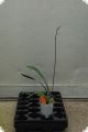 Oncidium forbesii, 1 spike
