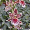 Odontoglossum Holm Lighthouse, 1 spike 8+ flowers