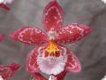 Vuylstekeara Yokara Perfection x Oncidium leucochilum, 1 spike, 8+flowers
