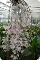 Dendrobium pierardii