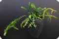 Lycopodium species Cameroon Highland (1+ shoot)