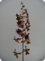 Oeceoclades (Eulophia) saundersiana