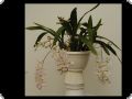 Cuitlauzina pendula (Odontoglossum citrosmum)