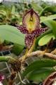 Bulbophyllum macrantum
