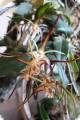 Dendrobium tetragonum (small form)