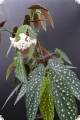 Begonia maculata Wightii x albopicta var. rosea