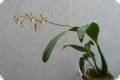 Epidendrum (correct: Panarica) ionocentra