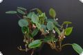 Begonia elaeagnifolia (schulzei)