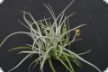 T. Hybrid Holm´s Sunshine (crocata x aureobrunnea (corr. humilis))