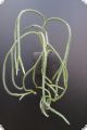 Lycopodium carinatum (2+shoots)