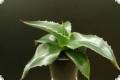 Agave montana, hardy to -15 C