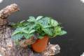 Fittonia albivenis (argyroneura) 'Mini'