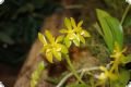 Phalaenopsis cornu-cervii var. flava