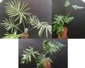 Philodendron elegans (size + price on request)