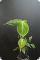 Philodendron camposportoanum (size + price on request)