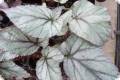 Begonia Rex-Hybride B