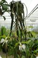 Epidendrum (Coilostylis) parkinsonianum