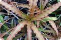 Cryptanthus warren-loosei