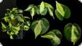 Philodendron hederaceum Rio´Cream Splash´