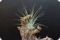 T. Hybrid Holm´s Firefly x ionantha var. ionantha (see more information)