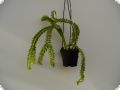 Lycopodium phlegmarioides (2-3 shoots)