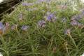 A Tillandsia bergeri    flowering soon--jetzt knospig