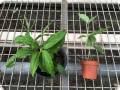 Syngonium species ‚Panama‘