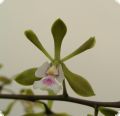 Epidendrum floribundum (Hybrid?)