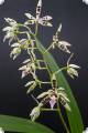 Epidendrum prismatocarpum (correct: Panarica prismatocarpa)