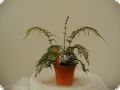 Asplenium bulbiferum (daucifolium Grob / Coarse) Mother Fern / Hen and Chicken Fern