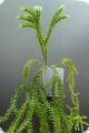 Lycopodium phlegmaria 3+ shoots